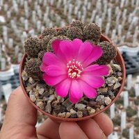 Sulcorebutia taratensis f. minima Klon 4 helle Form WR 196