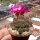 Sulcorebutia taratensis f. minima Klon 4 helle Form WR 196