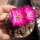 Sulcorebutia taratensis f. minima Klon 4 helle Form WR 196