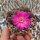 Sulcorebutia taratensis f. minima Klon 4 helle Form WR 196
