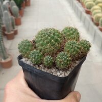 Sulcorebutia tarijensis KK 864