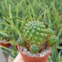 Sulcorebutia tarijensis KK 864