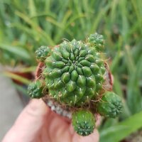 Sulcorebutia tarijensis KK 864