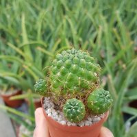 Sulcorebutia tarijensis KK 864