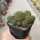 Sulcorebutia tarijensis KK 864