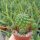 Sulcorebutia tarijensis KK 864