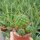 Sulcorebutia tarijensis KK 864