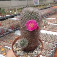 Sulcorebutia tiraquensis f. bicolorispina KK 809