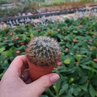Sulcorebutia tiraquensis v. camanchoi