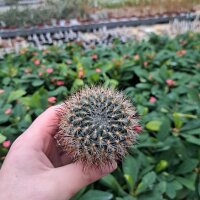 Sulcorebutia tiraquensis v. camanchoi