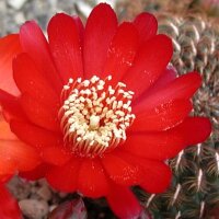 Sulcorebutia tiraquensis v. lepida WR 189