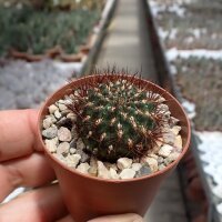 Sulcorebutia tiraquensis v. lepida WR 189
