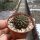 Sulcorebutia tiraquensis v. lepida WR 189