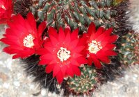 Sulcorebutia tiraquensis v. spinosior cv. Nigrispina WR 190a