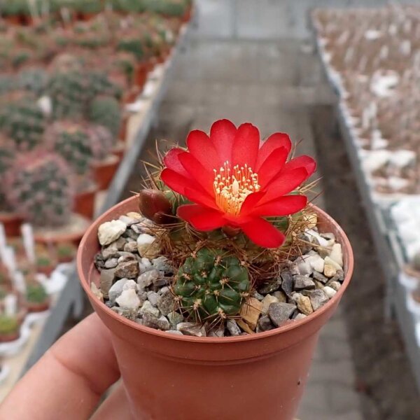Sulcorebutia tiraquensis v. totorensis HS 149