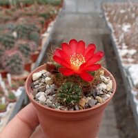 Sulcorebutia tiraquensis v. totorensis HS 149