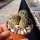 Sulcorebutia tiraquensis v. totorensis L 953