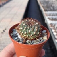 Sulcorebutia tiraquensis v. totorensis WK 884