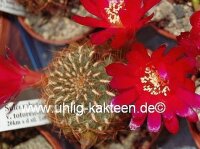 Sulcorebutia tiraquensis v. totorensis WK 884
