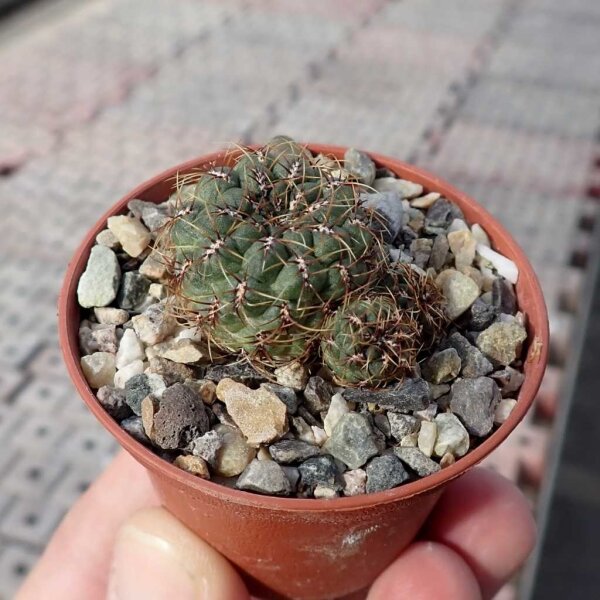 Sulcorebutia tominense n.n