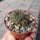 Sulcorebutia tominense n.n