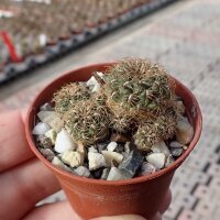Sulcorebutia tominense n.n KK 1810