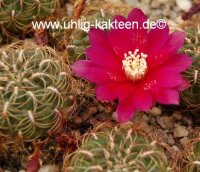Sulcorebutia tominense n.n KK 1810