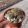 Sulcorebutia tominense n.n KK 1810