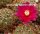 Sulcorebutia tominense n.n KK 1810