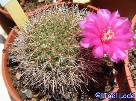 Sulcorebutia torotorensis L 327