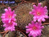 Sulcorebutia torotorensis L 327