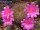 Sulcorebutia torotorensis L 327