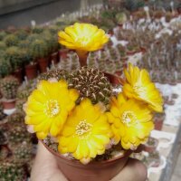 Sulcorebutia tuberculata-chrysantha WK 300