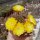 Sulcorebutia tuberculata-chrysantha WK 300