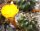 Sulcorebutia tuberculata-chrysantha WK 300
