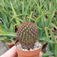 Sulcorebutia vanbaelii