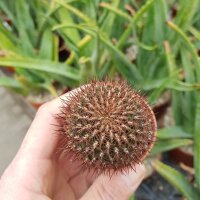 Sulcorebutia vanbaelii