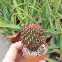Sulcorebutia vanbaelii