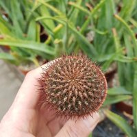 Sulcorebutia vanbaelii KK 1213