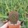 Sulcorebutia vanbaelii KK 1213