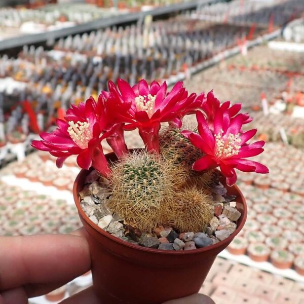 Sulcorebutia vasqueziana