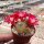 Sulcorebutia vasqueziana