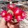 Sulcorebutia vasqueziana