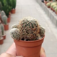 Sulcorebutia vasqueziana ssp. vasqueziana  albispina L 375
