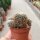 Sulcorebutia vasqueziana ssp. vasqueziana  albispina L 375
