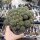Sulcorebutia verticillacantha
