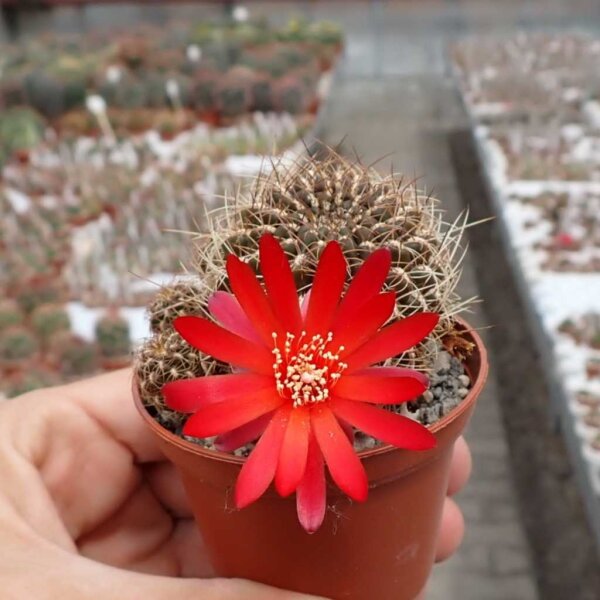 Sulcorebutia verticillacantha v. cuprea WR 476