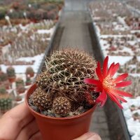 Sulcorebutia verticillacantha v. cuprea WR 476