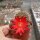 Sulcorebutia verticillacantha v. cuprea WR 476