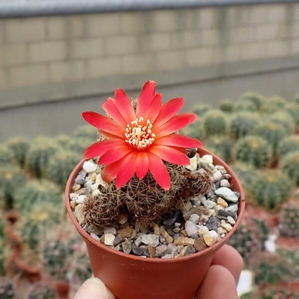 Sulcorebutia verticillacantha v. cuprea fa. HS 274